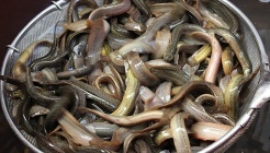 양수추어탕 매장 이미지