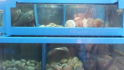 재춘이네  회 조개구이 매장 이미지