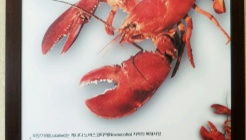 노바랍스터 매장 이미지