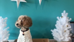 개떼놀이터 매장 이미지