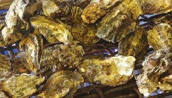 흥부네 굴집 매장 이미지