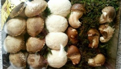 송이뜰농장 매장 이미지