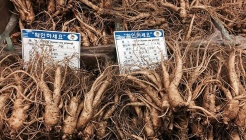 강화인삼협동조합 매장 이미지