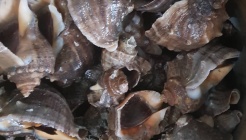 대명항 어판장 매장 이미지