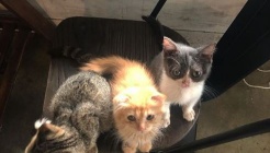 라쿤카페 테이블에이 매장 이미지