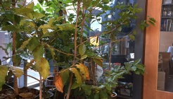 커피볶는집 시다모 매장 이미지