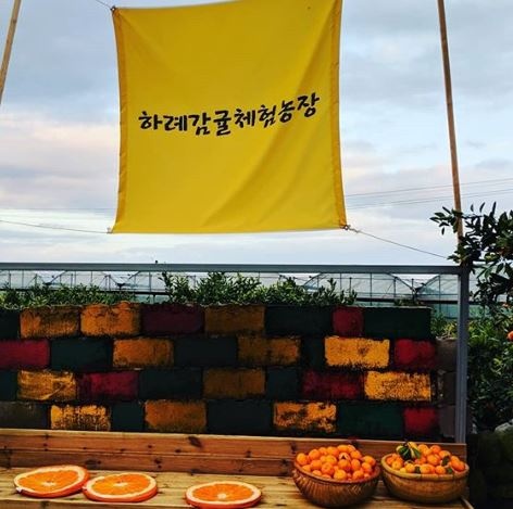하례감귤체험농장 매장 이미지