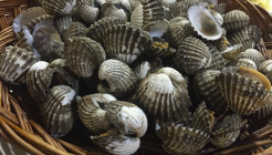 벌교꼬막 매장 이미지