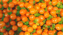 가락농수산물종합도매시장 매장 이미지