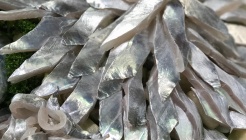 옹녀갈치 강쇠장어 매장 이미지