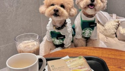 스타벅스 매장 이미지