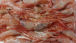 금성수산 매장 이미지