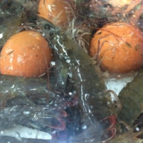서브2
