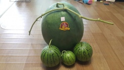 무등산수박공동직판장 매장 이미지