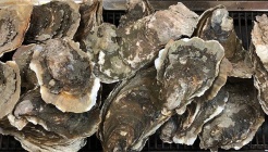 벚굴식당 매장 이미지