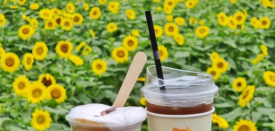 바실라
