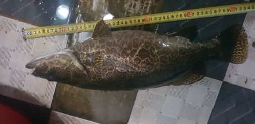 서브2