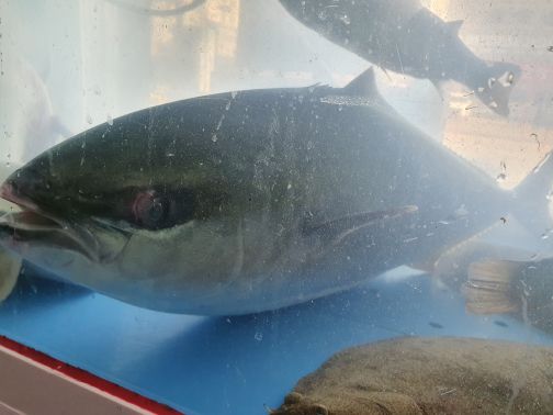 다이아몬드횟집 매장 방문 후 남겨주신 고객 리뷰 사진입니다.