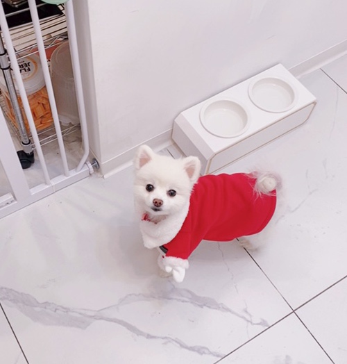 애견동반식당 사랑봄 매장 방문 후 남겨주신 고객 리뷰 사진입니다.