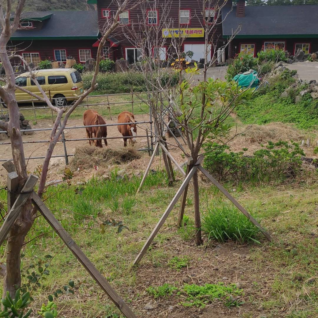 산방산해물라면오빠네 매장 방문 후 남겨주신 고객 리뷰 사진입니다.