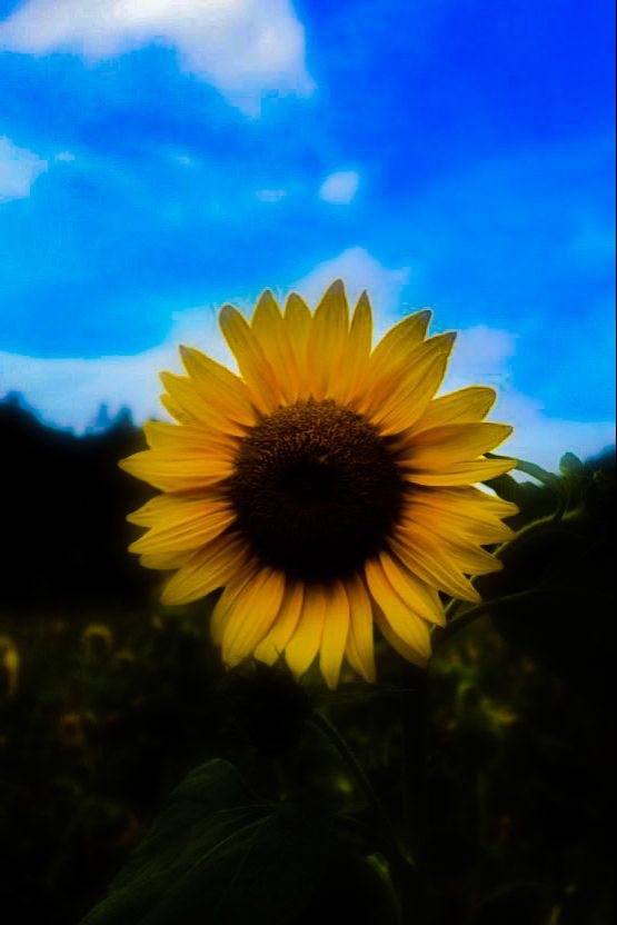 프로필